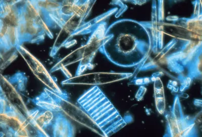 Miscellaneous diatoms, appearing as translucent blue and brownish circles and rhomboid shapes, are imaged in front of a black background.